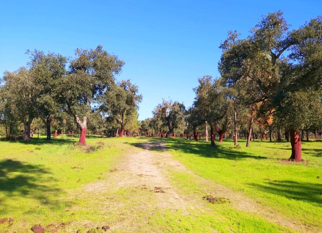 Casas Herdade Do Convento Da Serra Almeirim Luaran gambar